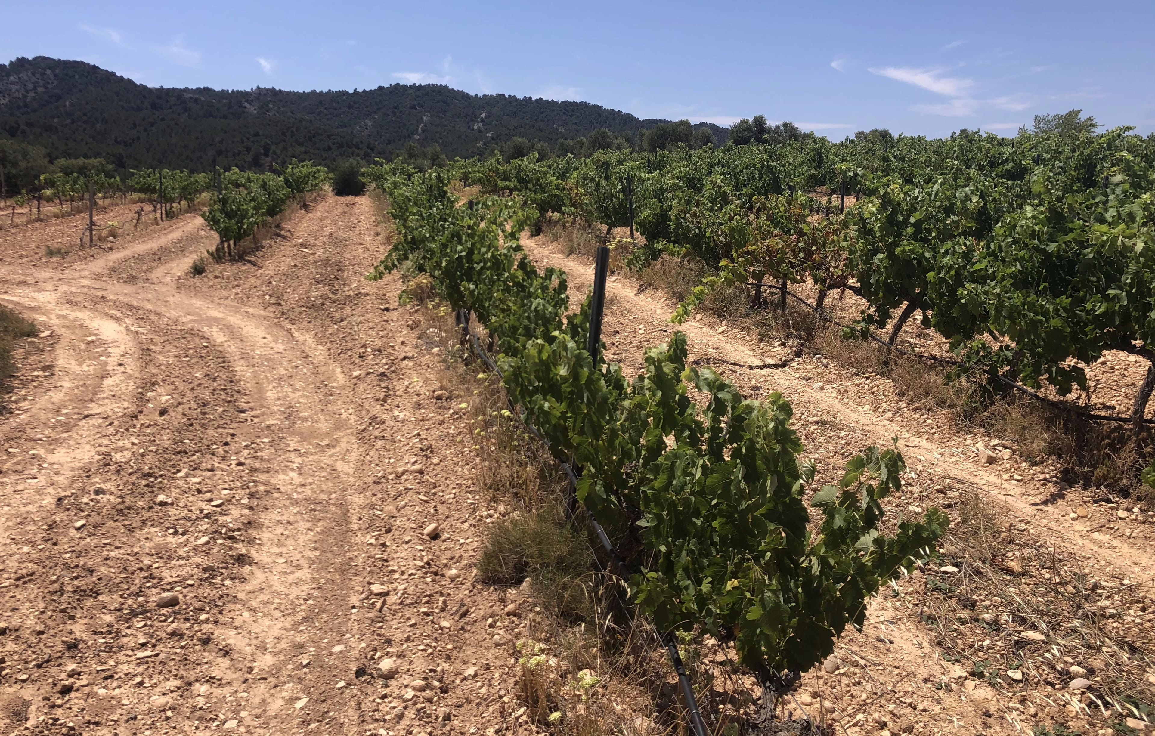 cèrvoles amb aromàtiques