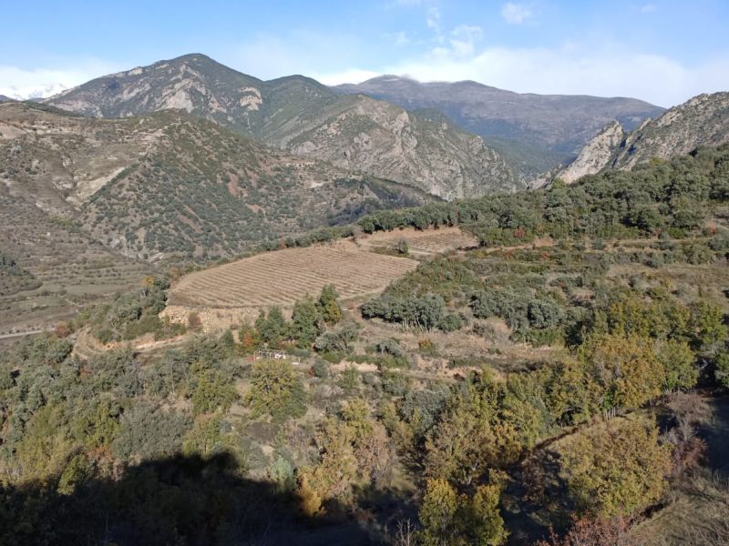 Mountain vineyards against fires