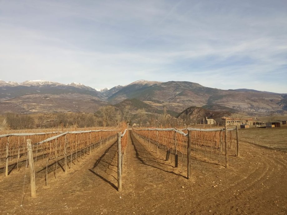 Mountain vineyards against fires
