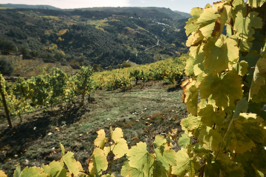 FIREWINE: La resposta del sector vitícola de Valdeorras als incendis de la comarca.