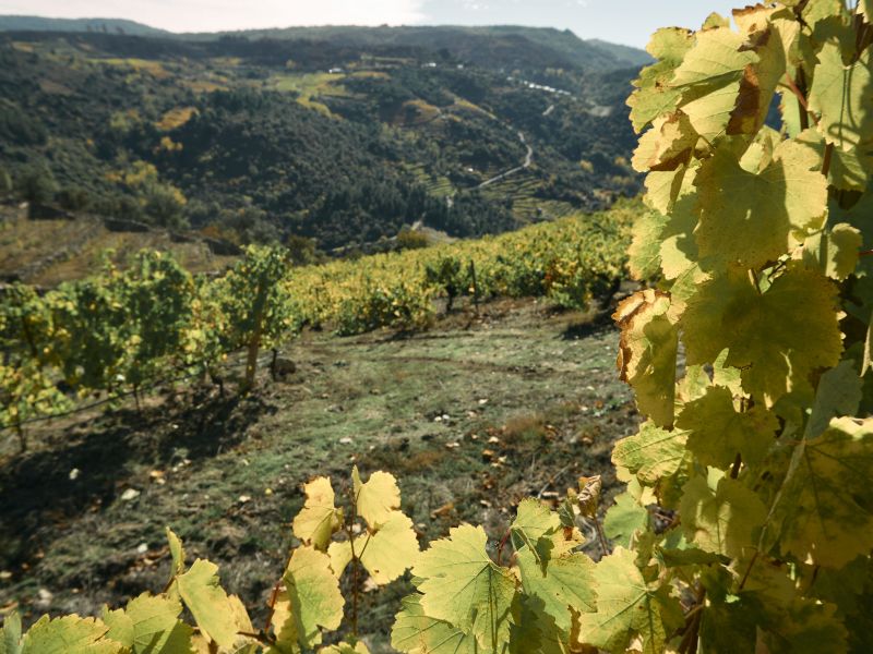 FIREWINE : LA RÉPONSE DU SECTEUR VITIVINICOLE DE VALDEORRAS AUX INCENDIES DE 2025