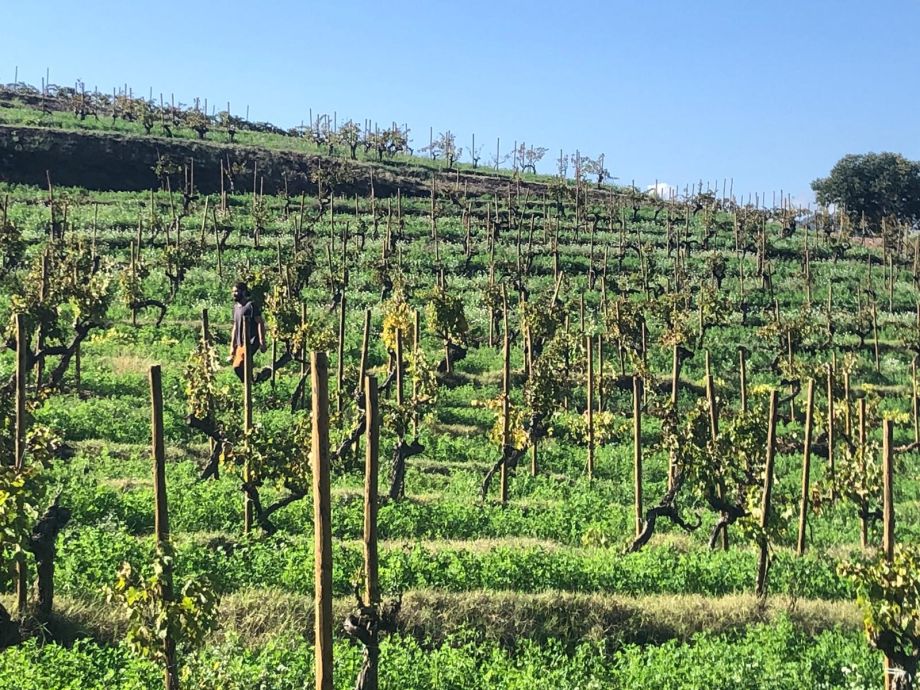 FIRE WINE AT THE EIGHTH MEDITERRANEAN FOREST WEEK OF THE FAO