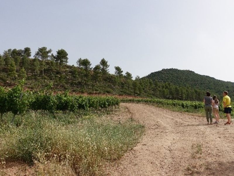 Viticulture, a lever to prevent the risk of fires in Bages