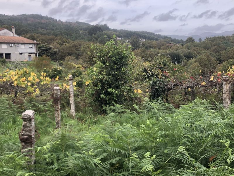 “Poligons Agroforestals” desenvolupats per Montes Comunales a Galícia i Portugal – certificació FIRE WINE del celler Martín Codax