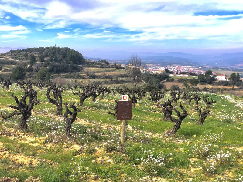 Three Wineries of the Garraf, FireWine Pioneers in a Fire Shaped Landscape