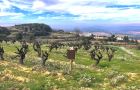 Tres cellers del Garraf, referents FireWine en un paisatge modelat pel foc