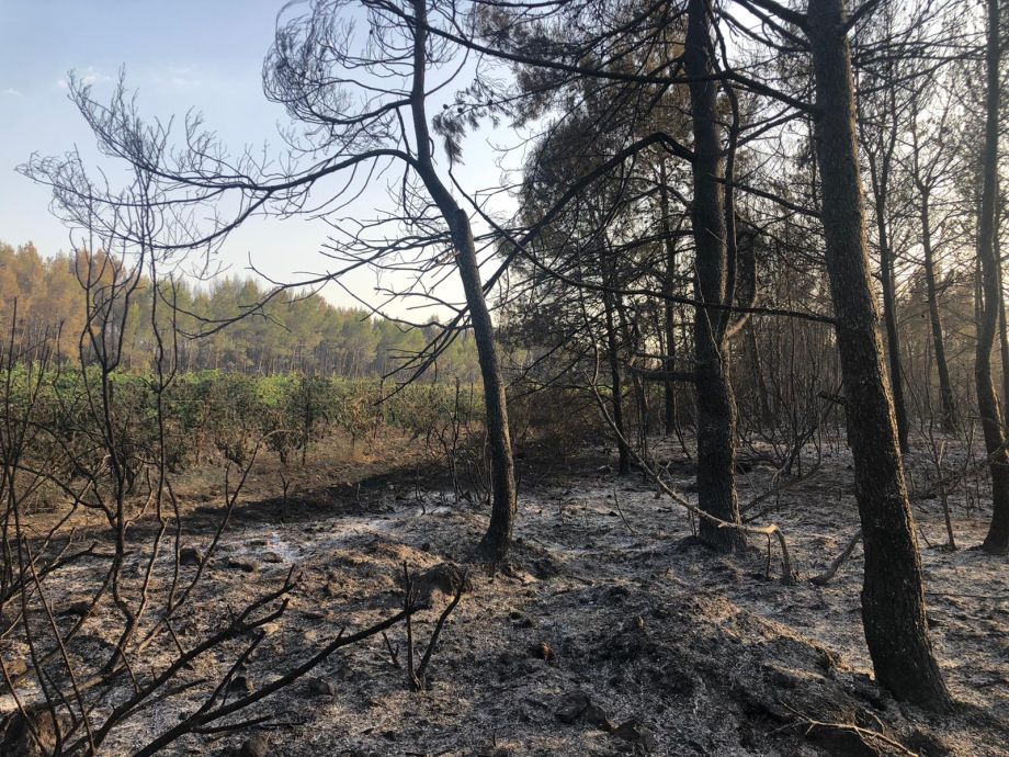 Les incendies dans l’Aude et le rôle des vignobles en tant que zones de sécurité