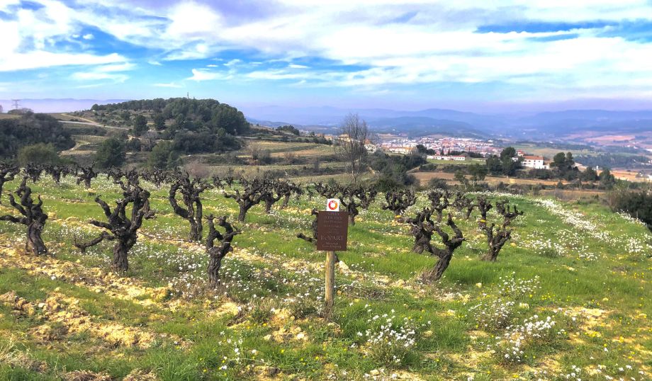 Tres cellers del Garraf, referents FireWine en un paisatge modelat pel foc