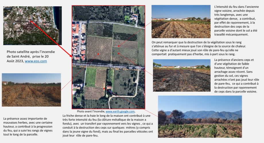 La viticulture face au risque