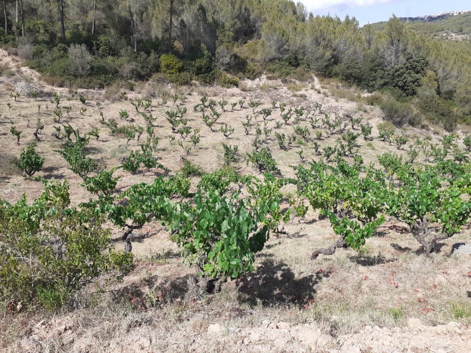 FOREST AND VINEYARD: AN UNSTABLE MEDITERRANEAN BALANCE