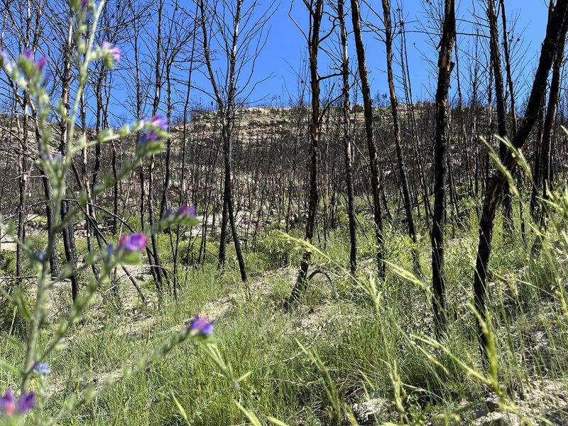 MEGAFIRES AND SOIL EROSION