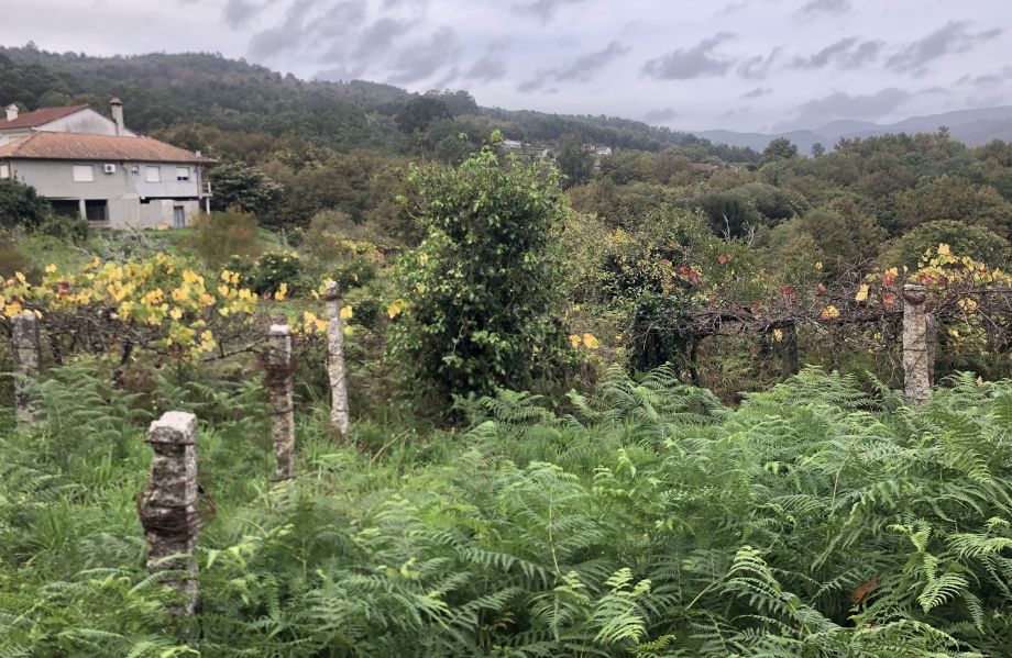 “Poligons Agroforestals” desenvolupats per Montes Comunales a Galícia i Portugal – certificació FIRE WINE del celler Martín Codax