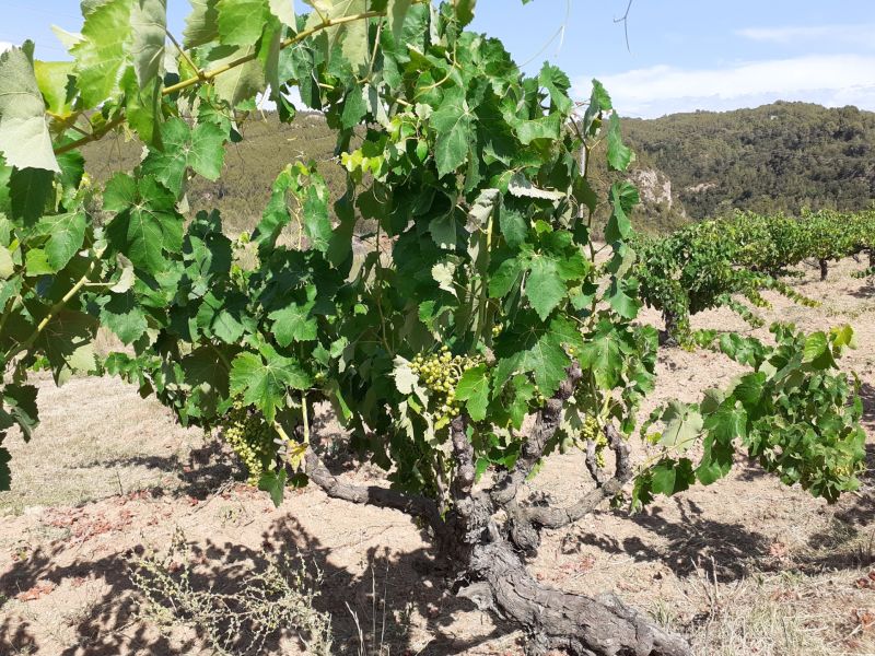 FOREST AND VINEYARD: AN UNSTABLE MEDITERRANEAN BALANCE